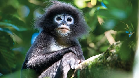 World Wildlife Day 2026: Meet the species that demand conservation attention