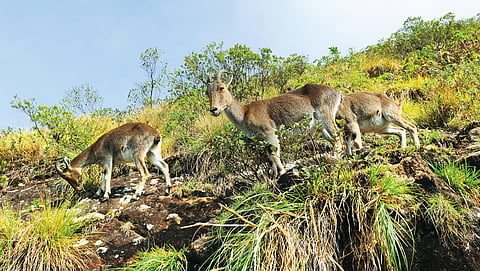 The mountain monarch: Western Ghats’ grassland guardian has emerged from the shadows, but may not stay for long
