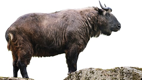 Where myth meets muscle