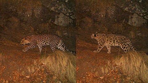 Can two (or three) apex felines share the Himalayas? The jury is still out