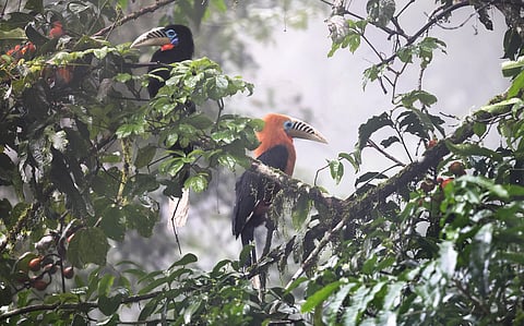 GEF clears $372 million for environment projects, biodiversity in sharp focus  