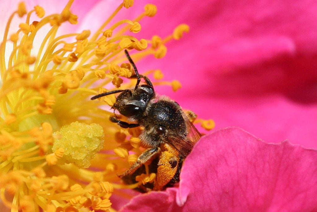 Amazonian Stingless Bees Granted Legal Rights: A World First
