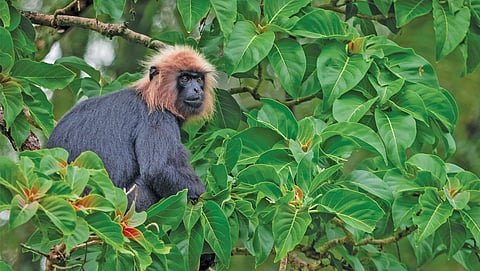 Golden spirit: Survival of the shy primate is closely tied to the health of Western Ghats