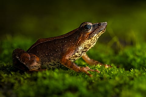 The world’s richest ecosystems are losing over 26% of their species to farming, finds global study