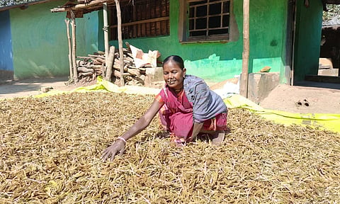 In one corner of Odisha, a female tribal farmer is quietly cultivating futures