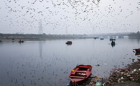 Winter brings winged visitors from faraway lands to the Yamuna in Delhi