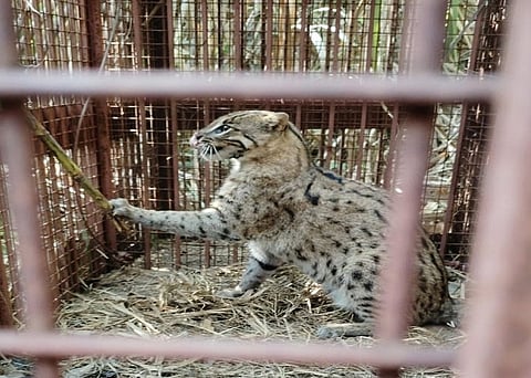 Why India’s fishing cats need conservation beyond protected areas