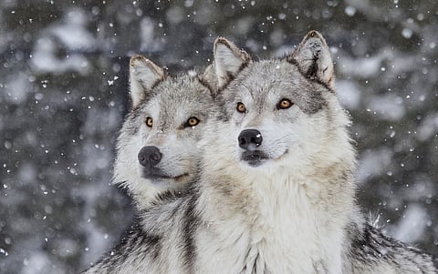 Americans generally like wolves — except when we’re reminded of our politics