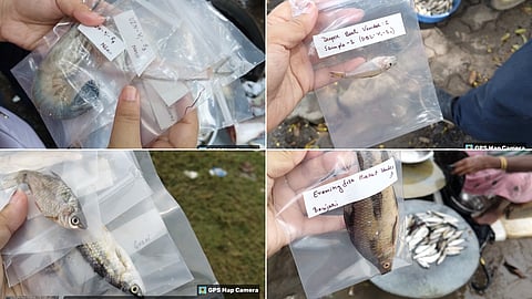 Fish samples taken from across Guwahati