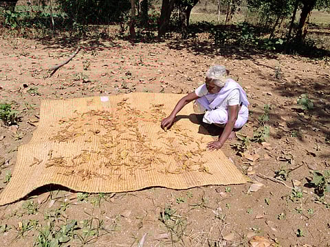 An elderly woman from a Birsaite family drying forest produce on a mat.