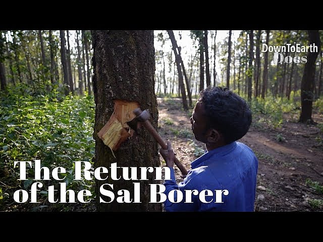 Is India Ready for Another Sal Borer Epidemic in Central Forests?