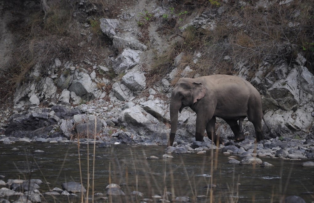 Uttarakhand: Activists cheer verdict for Shivalik elephants even as state goes ahead with development projects in pachyderm corridors