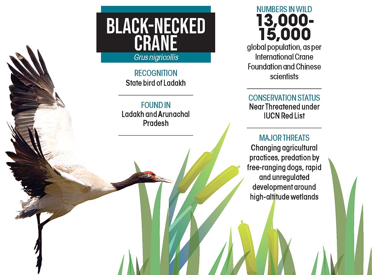 Black-necked Crane in remote high-altitude wetlands - completely isolated from cattle-grazing farmlands