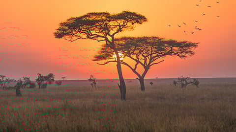 Livestock surge puts Africa’s grasslands under severe strain, study warns