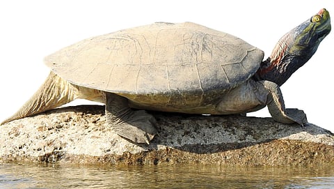 Turning turtle