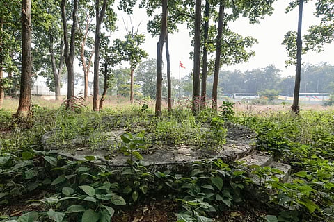 Sacred groves in northern Western Ghats face highest human pressure, study finds