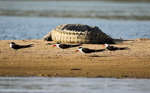BNHS and NMCG launch project to protect Indian Skimmer in the Ganga Basin