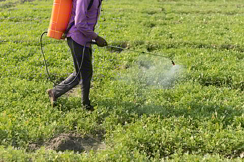 Pesticides in India have moved from farm tools to unregulated hazards in everyday life
