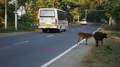 Environmentalists wary as PM Modi inaugurates flyover project in Kaziranga