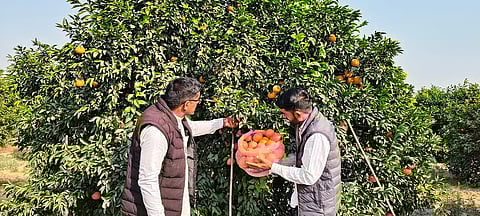 Rajasthan prepares for Kinnow Mahakumbh this week, but farmers question whether it will change their fortunes