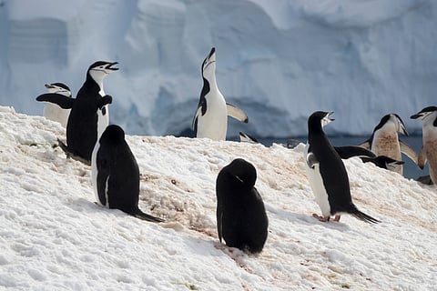 Nesting chinstrap penguins. Chinstrap penguins could be particularly vulnerable if krill stocks decline, the study said.