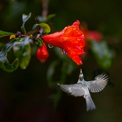 Red flowers have a ‘magic trait’ to attract birds and keep bees away
