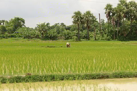 High returns, slow uptake: Why climate-resilient rice is yet to take off