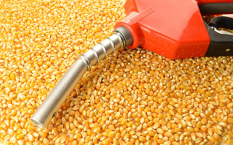 Fuel over food? Economic Survey 2026 flags early warning signs of ethanol reshaping crop priorities