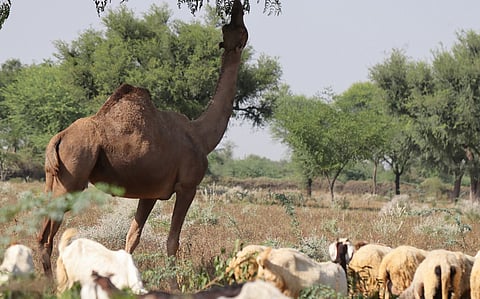 Centre considers recognising village commons as a distinct land-use category