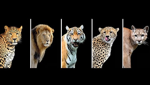 Union Budget 2026: India to organise international summit on big cats this year, informs finance minister