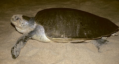 Union Budget 2026 proposes measures to make Indian tourism a world-class experience