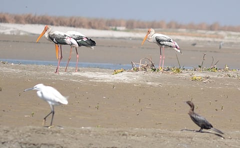 World Wetlands Day 2026: Haiderpur in Uttar Pradesh reminds us that a wetland is not wasteland
