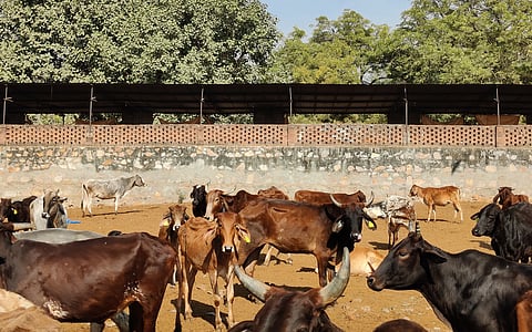 Union Budget’s emphasis on strengthening veterinary capacity in livestock has the potential to curb antibiotic misuse and AMR, if done right