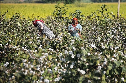 An ambitious mission on cotton announced in the last budget still exists only on paper. Here is why