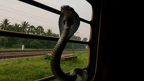 A common Indian Cobra (Naja naja) on a train in Valsad, Gujarat.