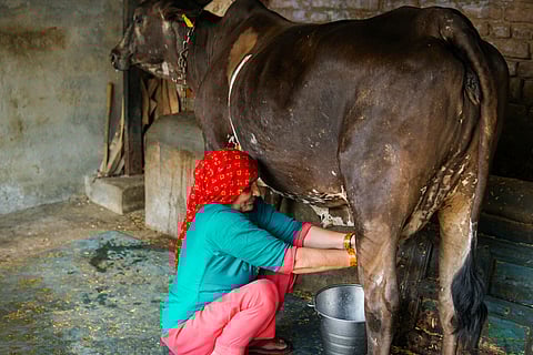 Traditional rural Indian senior woman milking buffalo in the farm. She is wearing a traditional clothes salwar kameez and covering her head with dupatta.