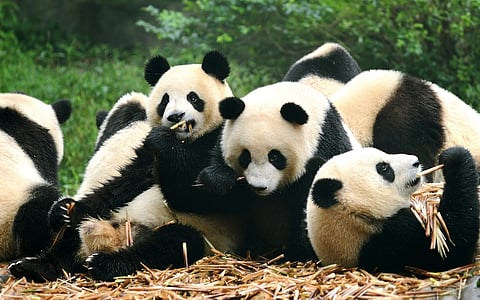 China’s panda diplomacy is becoming a liability for Beijing