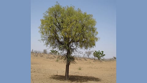 A Khejri tree