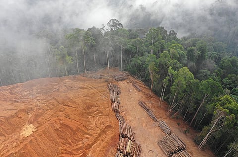 Businesses are destroying the very natural systems they depend on to survive: IPBES Report