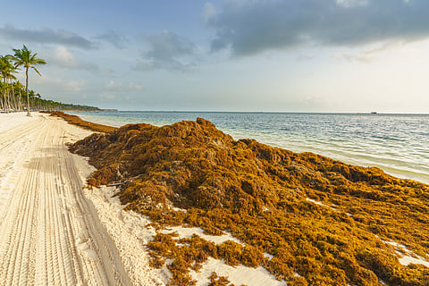 Sargassum seaweed on a beach in Bavaro, Punta Cana.