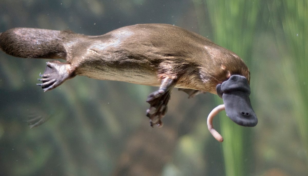 No animal alive today is ‘primitive’ — why are so many still labeled that way?