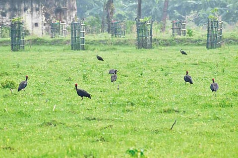 India’s agricultural research began in Bihar’s Pusa. Comparing its bird diversity with colonial records can guide Indian agro biodiversity today