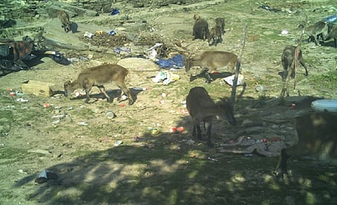 From alpine slopes to waste sites: Garbage is an emerging threat to the Himalayan Tahr in the Himalayas