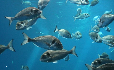 Nature’s renewal has slowed down despite rising temperatures: Study