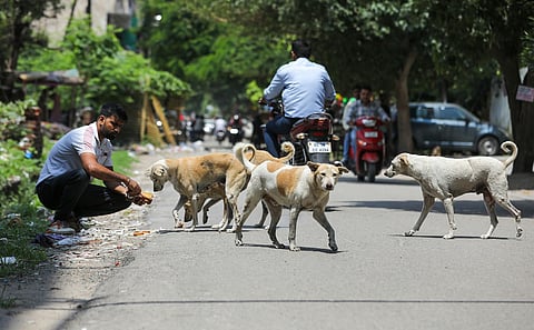 SC street dog case: Will the highest court hold the authorities 