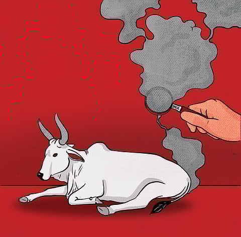 Unmasking the methane myth: Why India’s cows emit far less than we think