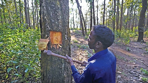 Forest officials have identified 5,000 sal trees as infested by sal borer in the 119-hectare forest near Sontirath village of Madhya Pradesh, but experts say the actual number could be much higher