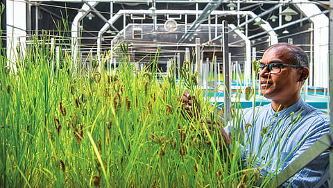 Crop breeding: Against the clock