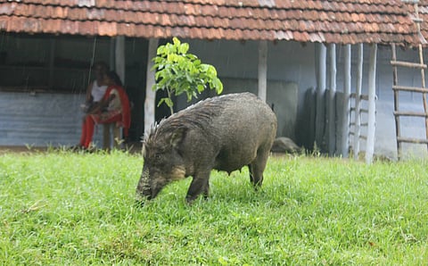 Guns, laws and crop raids: Kerala’s wild boar culling policy caught in regulatory crossfire