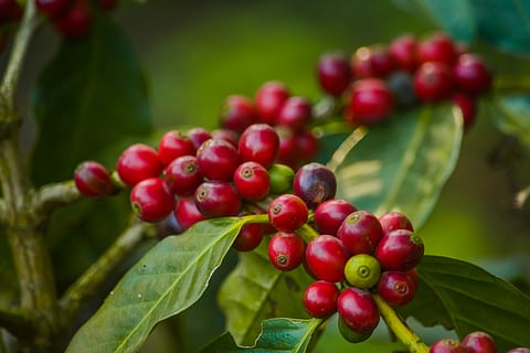 Coffee cherries.